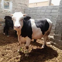 گوساله نر اصل سیمنتال ۳۸۰ کیلو