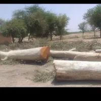 خرید و هرس چوب