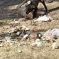 فروش تعدادی توله سگ|سگ|شبستر, |دیوار