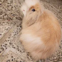 خرگوش مینی‌لوپ چشم آبی