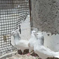 کفترکله ای الماسی
