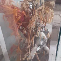 دکوری|پرنده|نهاوند, |دیوار