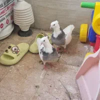 یک جفت کبوتر طوقی جوان