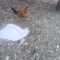 مرغ نوچه دم تخم
