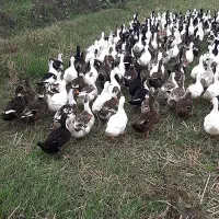 فروش اردک ۵ ماهه|حیوانات مزرعه|طاهرگوراب, |دیوار