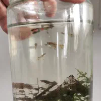 گوپی نر و ماده مولد ، بچه گوپی|ماهی|تهران, اسفندیاری|دیوار