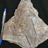 فسیل گیاهی|کلکسیون و سرگرمی|دماوند, دماوند|دیوار