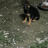 ژرمن شولاین|سگ|کیاشهر, |دیوار