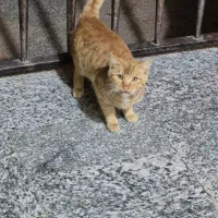 واگذاری رایگان تعدادی گربه