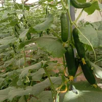 گلخانه چوبی کبوده