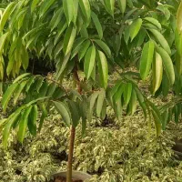 انواع گلهای اپارتمانی