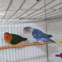 مرغ عشق و کوتوله برزیلی