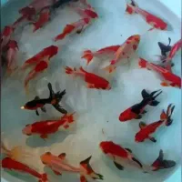 ماهی شب عید رسید