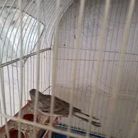 قناری نر طوسی اماده|پرنده|تبریز, |دیوار