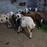 7راس توقلی ماده زیر قوچی پلنگی|حیوانات مزرعه|سیمین شهر, |دیوار