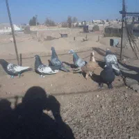 ده تا کفترنر فروشی|پرنده|رفسنجان, |دیوار