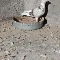 کفتر معاوضه