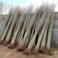 نهال صنوبر ترکیه و تبریزی رشد انفجاری در ماکو