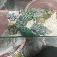 جوجه های نر شاه تخم سرلاکی ملنگو گیرینچیک داخلی