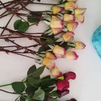 گل رز
