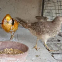 فروش طاووس و پرنده زینتی|پرنده|تهران, خلیج فارس|دیوار