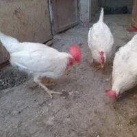 مرغ تخمگذار|حیوانات مزرعه|رباط‌کریم, الارد|دیوار