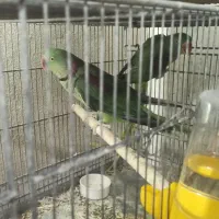 شاه طوطی اسکندر|پرنده|قم, باجک یک|دیوار