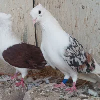 کبوتر .کفتر همه کلاهی