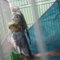 عروس هلندی جوان