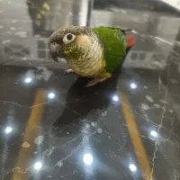 یک جفت طوطی گرینچیک