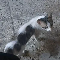 گربه خانگی گمشده