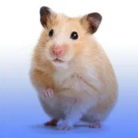 همستر هر چند تا بخواهید دارم