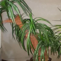 گل مصنوعی رنگ سبز|گل مصنوعی|آستانه اشرفیه, |دیوار