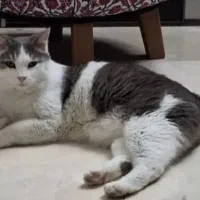 گربه دی اس اچ