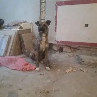 سگ افغان|سگ|کرمانشاه, |دیوار