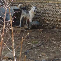 توله سگ ۸ ماه