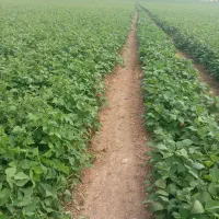 کاه لوبیا درجه یک