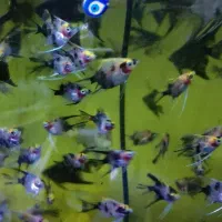 *آنجل باله بلند*|ماهی|تبریز, |دیوار