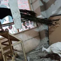 یک جفت طاووس مولد|پرنده|مشهد, ولیعصر (شهرک غرب)|دیوار