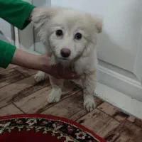 سگ یافت شده