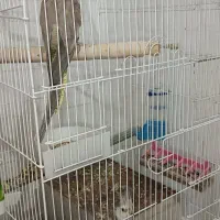 پرنده