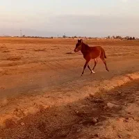 کره اسب|اسب و تجهیزات اسبسواری|نیشابور, خیام|دیوار