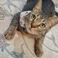 گربه خانگی، نر عقیم شده