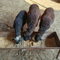 3 تا یکی نره دوتا ماده|حیوانات مزرعه|خان ببین, |دیوار