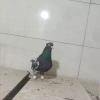 فروش یک جفت کله سیاه عتیقه