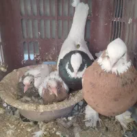 کبوتر در پرندگان