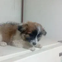 سگ پا کوتاه نر پدر تریر مادر شیتزو|سگ|تبریز, |دیوار