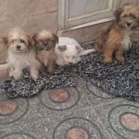 فروش سگ شیزو