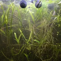 آکواریوم پلنت|ماهی|سرپل ذهاب, |دیوار