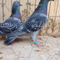 نرو ماده مسافتی|پرنده|بیرجند, |دیوار
